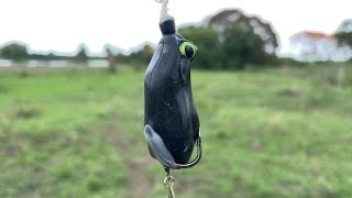 Caught a snakehead fish using artificial frog bait in Manjeera river | village nature