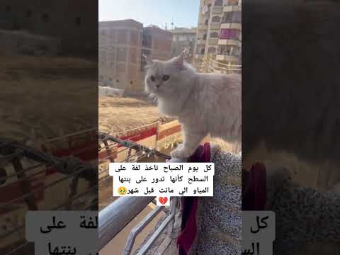 كل يوم الصباح تاخذ لفة على السطح كأنها تدور على بنتها الي ماتت قبل شهر 💔🥹#cat #اكسبلور