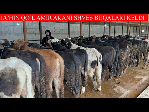 1/CHI QO’L AMIR AKANI SHVES BUQALARI KELDI NARXLARI OPTOM NARXDA