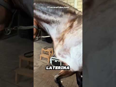 Por que isso acontece com os cavalos