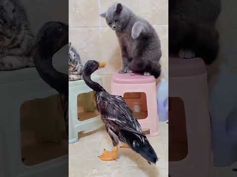 GATTI VS ANATRE, CATS VS DUCKS - FAMIGLIA ANIMALE