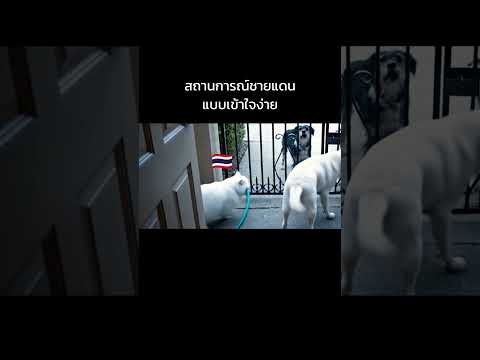 เพื่อนบ้านที่น่ารัก.. #funny #ตลก #cat #dog #ชายแดนไทยกัมพูชา
