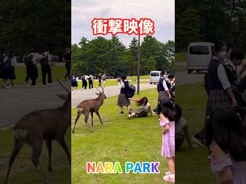 【衝撃映像】奈良公園🦌