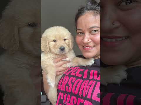 #28 Who is SiMBA part -2🥰🥰#shorts #ashortaday #minivlog #goldenretriever