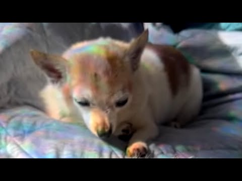 Passing dog's final act of love for family