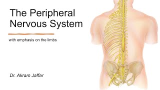 Peripheral Nervous System with emphasis on the limbs + Anki flashcards
