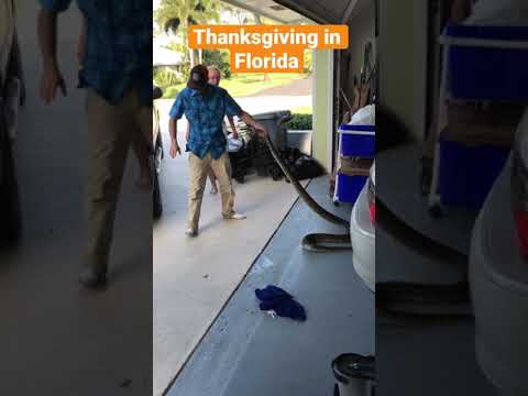 Thanksgiving In Florida With The Python Cowboy
