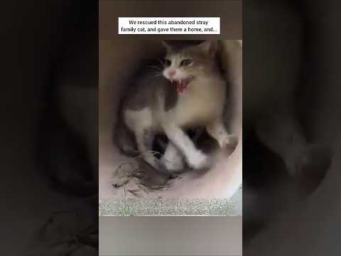 Rescue a stray family cat #animalrescue #rescuecat #animalshorts