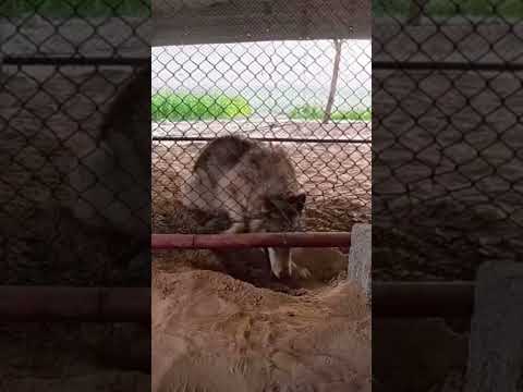 #ذئب#المفترس#البر#قوة#ترند #الرياض #جدة #تبوك #المدينة #الدمام #حائل #كشته #خطر #القريات #طريف #لايك