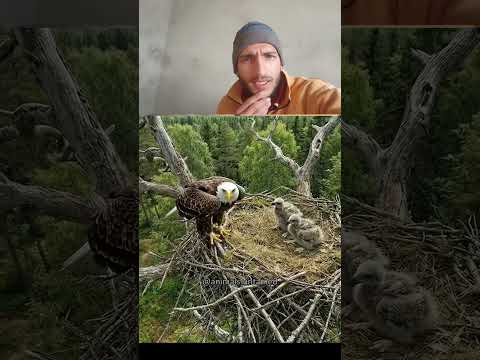 #owls #owl #owlnest #nestcam #nestcamera#birdnest #birdlife #shortvideo #duet #shorts