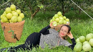 harvest guava and peanuts to sell at market