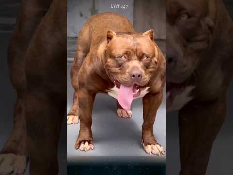 Chó Pitbull và Chó Ngao Tây Tạng con nào mạnh hơn.#pitbull #animals #dog
