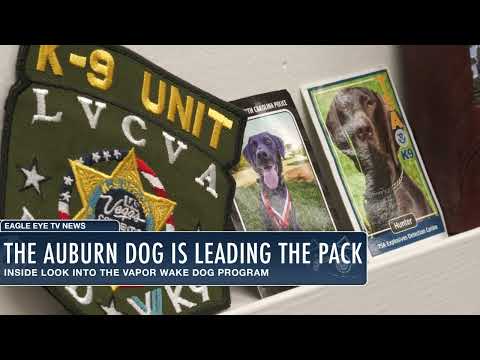 An inside look into Auburn's Vapor Wake Dog Program | Eagle Eye News