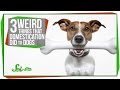 Understanding Dog Domestication