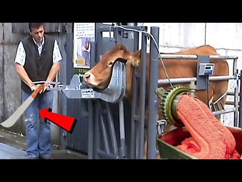 ✅ देखिए फैक्ट्री में किस तरह किया जाते है मांस काटने का काम  | Meat Cutting Factory Manufacturing