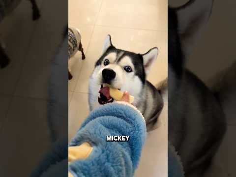 Sharing Treats with My Furry Friends 😋😜 #shorts #ytshorts