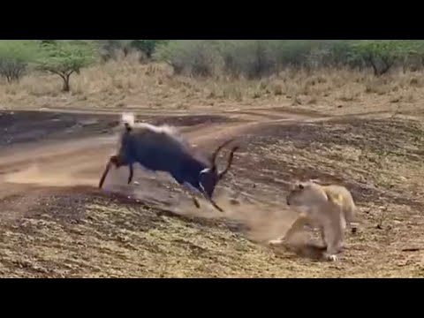 Full Video - Brave Antelope Headbutts Lion After Escaping Crocodile Attack