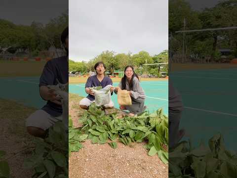 ใบไม้ (ep.293)