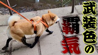 ヤンチャが過ぎる柴犬女子。武装色の覇気をまとい周囲を怖がらせる