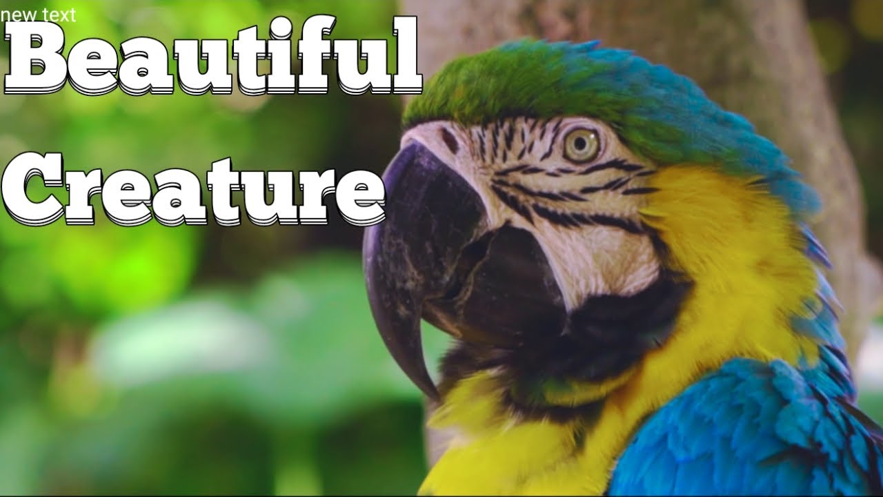 BEAUTIFUL CREATURE – Why We Should ALL Love and Respect Animals