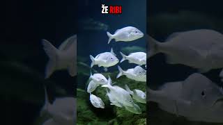 Toto jste o rybách nevěděli... #czech #love #detektivtom #parody #didyouknow #haha #vtip #jokes #yt