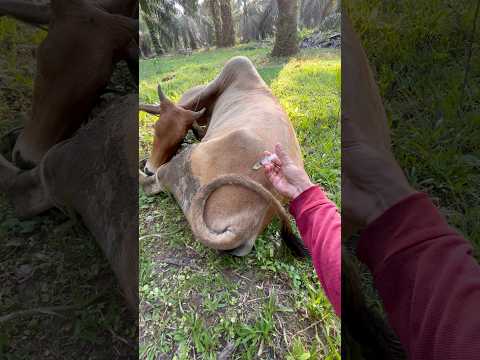 Indukan sapi demam tinggi. #cow #animals #shorts