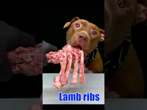 He is happy today too #asmr #puppy
