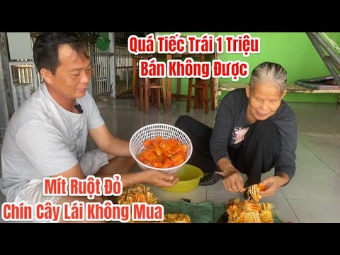 Mít Ruột Đỏ chín cây ăn có ngon hơn (Mít Già) vừa tới tuổi cắt không.?