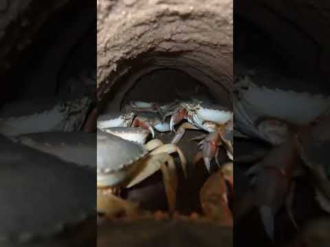 MINICAMARA A UN CANGREJO 🦀😱 #ytshorts #like #cangrejo #cangrejos #camarón #animals