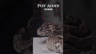 What Happens When a Puff Adder FEELS THREATENED?
