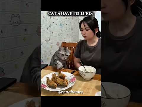 Cats Has Feeling To 🥺