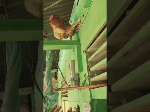 Hen 🥚 #egg #hen #poultry #poultryfarming #poultryfarm #dairy #agricuture #farming #reels