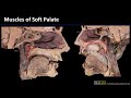 Extrinsic and Intrinsic Tongue Muscles