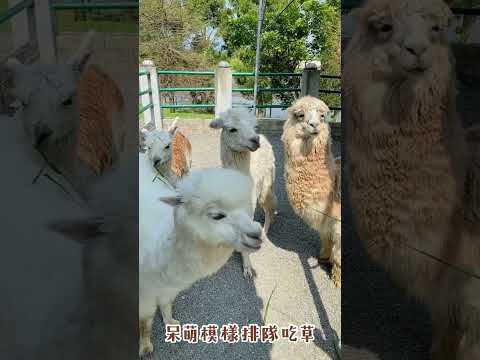 全台最大日式動物園！宜蘭綠舞最近進駐梅花鹿、韓版和服秒變日本女大生