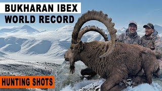 WORLD RECORD - BUKHARAN  IBEX -  OVINI EXPEDITION