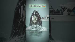 You Won't Believe This AMAZING Humpback Whale Moment