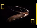 Exploring the World of Octopuses