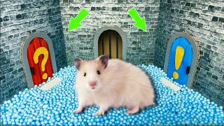 Mystery Hamster Can You Guess What’s Behind Each Door