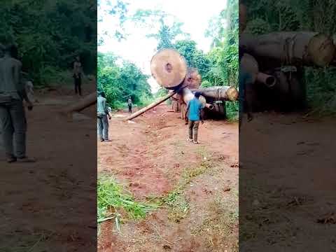 കഥ ഇനിയാണ് ആരംഭിക്കുന്നത് ??ദേ കിടക്കുന്നു താഴെ ??#keralatimberworkers #loading #thadivandi