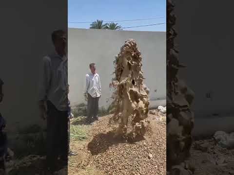 cavou o poço no quintal ficou rico