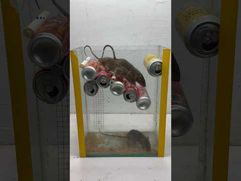 Best homemade mouse trap ideas from old cans//Mouse trap 2#rat #rattrap #mouse #mousetrap