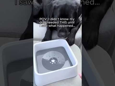 This Dog Bowl Solves a Problem You Didnโt Know You Had ๐ณ๐ถ