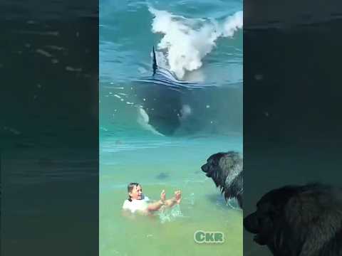 Dog trying to save the baby from shark 🦈 #shorts #edit #youtubeshorts