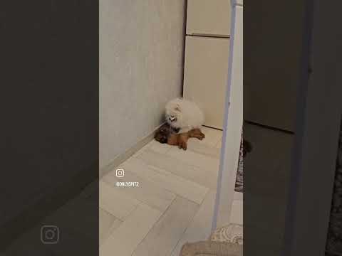 😜Когда ну ОООЧень хочется .... А кто-то уже устал😊