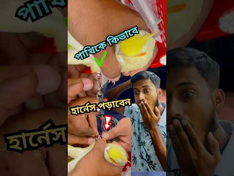 কিভাবে পাখির পায়ে হার্নেস পড়াবেন? #birds #pets #harness #tips #anondopets #shorts