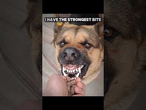 The strongest bite🔥💪 #fyp #dogs #trollface #edit