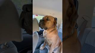 Let’s Go Visit Grandpa #boerboel #dogs #trendingshorts #shorts