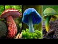 Características e Curiosidades dos Cogumelos