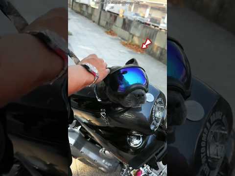 The dog needs to ride on a bike#shortsvideo #viralvideo