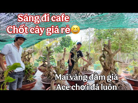 dạo vòng vườn mai vàng a phương ,  chợ lách bến tre